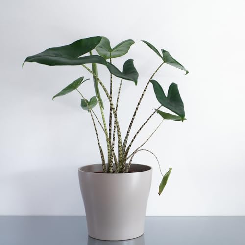 Image of YouGarden Alocasia Zebrina, Established Houseplant in 17cm Pot, Ready to Plant and Display Indoor Plant, for Home or Office