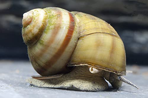 NatureHolic Schnecken für den Gartenteich (20 Schnecken)