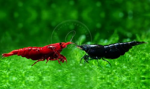 Swimming Creatures Premium Neocaridina Freshwater Shrimp (5 Red 5 Black)