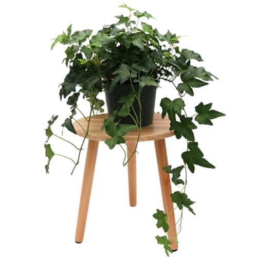 American Plant Exchange English Ivy 'Needlepoint' – Live 6-Inch Potted
