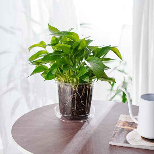 Nihome 6 Inch Indoor Plant Glass Planter Pot For Home thumb #4