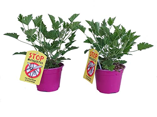 Geranio Antimosquitos - Pack 2 Plantas Naturales - Pelargonium Citrodorum - Geranio Limón o Citronela