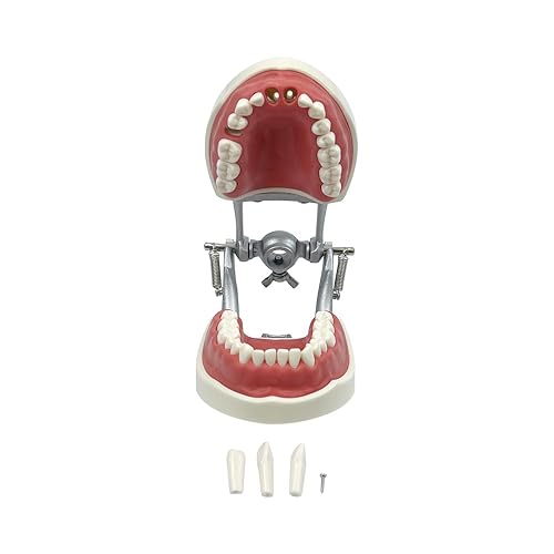 Miniatura 48 de 2 modelos de dientes estándar, modelo dental para adultos, modelo estándar de demostración de Typodont para niños, enseñanza dental, pantalla