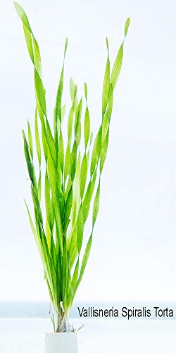 2 x Live Plants for aquascaping, mosses, Fern, Tropical Aquatic Plants in Ceramic Weights (Vallisneria Spiralis Tortifolia)