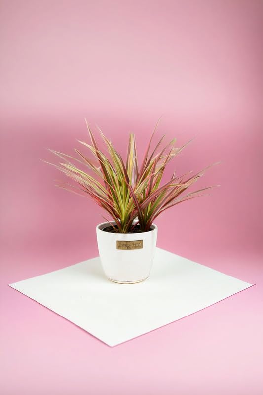 Air Purifier Plant For Bedroom Small Dracaena Marginata Colorama Live |  Desertcart Gambia