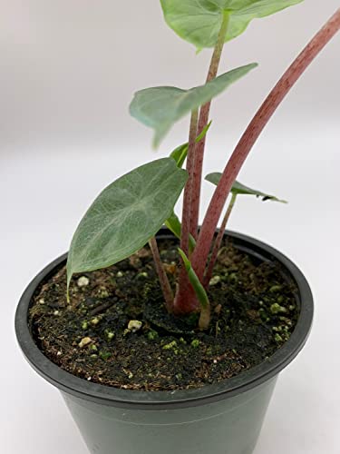 Alocasia Ivory Coast Variegated, Elephant Ear African Plant, Clear Green #TOP1