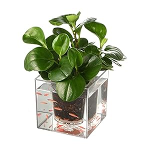 ZHANGJINYISHOP2016 Vis Tank Vierkant Creatief Transparant Vis Tank Hydrocultuur Bloempot Kantoor Thuis Desktop Decoratie…