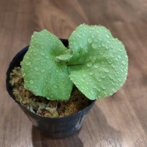 観葉植物 ビカクシダ リドレイ」の人気商品一覧 | 安い商品を通販