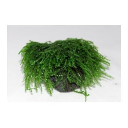 Amazon ウィーピングモス 玄武岩活着タイプ ライトグリーンが美しいしだれるモス イイ水草市場 生体水草 通販