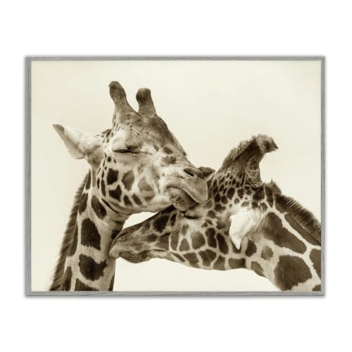 Stupell Industries Sweet Cuddling Giraffes Sepia Wildlife Photography Portrait, Design by Carrie Ann Grippo-Pike, Grey Framed, 30 x 24