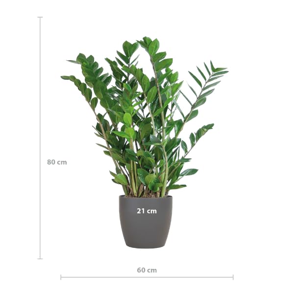 Zamioculcas Zamiifolia Glücksfeder – robuste Zimmerpflanze 80cm Ø21cm – pflegeleichte Smaragdpalme im nachhaltigen Viber Topf Grau