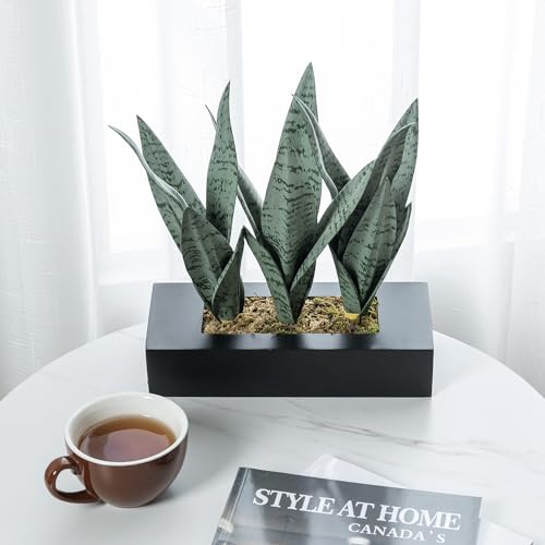 La Mejor Selección de Planta pata de elefante precio Top cinco. 30 La Mejor Selección de Planta pata de elefante precio Top cinco. 30