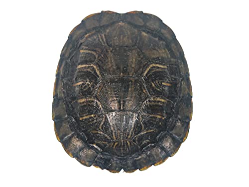 Image of 3-4 inch Red Ear Turtle Shell (227GS-0304)