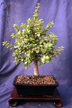 Indoor Bonsai Tree - Dwarf Jade