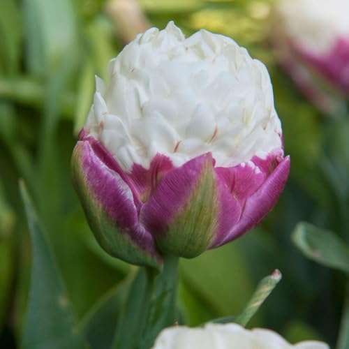 Plant in a Box - Tulipa Ice Cream - Bulbos x15 - Tulipán - Blanco púrpura - Tulipanes de Holanda