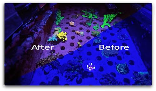 Image of Modern Reefer Coral Viewing Glasses for viewing SPS LPS Zoas