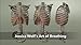 Jessica Wolf's Art of Breathing: Rib Animation DVD
