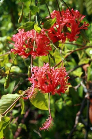 GREEN WAVE Rare Hibiscus schizopetalus/Spider Hibiscus/Fringed rosemallow/Japanese Lantern/Coral Hibiscus Live Healthy Flower Plant (B0BKLR2ZVL) Amazon Price History, Amazon Price Tracker