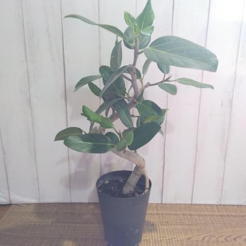 観葉植物 フィカス フィカスベンガレンシス」の人気商品一覧 | 安い