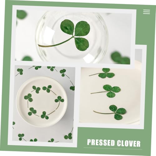 Hojas de trébol secas prensadas 24pcs para manualidades miniatura 5