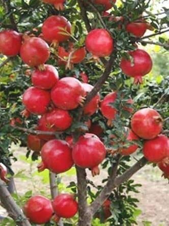 Uganio Plant Uganio Anar ???? Super Red Bhagwa Suitable For Bonsai Live Plant (Pot Included) (B08GR68PHG) Amazon Price History, Amazon Price Tracker