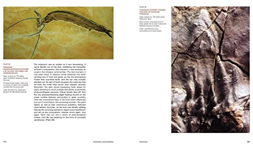 Extinction And Evolution: What Fossils Reveal About The History Of Life #TOP3