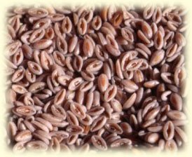 SriSatymev Isabgol Seed 100g Ispaghula, Ashwakarna