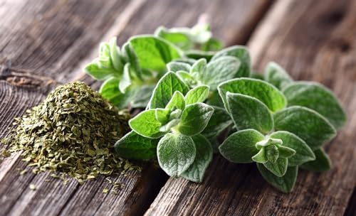 KIRA SEEDS - Seeds Oregano - Wild Marjoram - Heirloom Herb - GMO Free