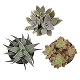 Altman Plants Pet Friendly Plant Pack (3PK) Real Succulents, Pet Safe Plants & Succulent Plants, Live Succulents, Pet Friendly Plants, Live Plants & House Plants in 3.5' Pots with Succulent Soil Mix