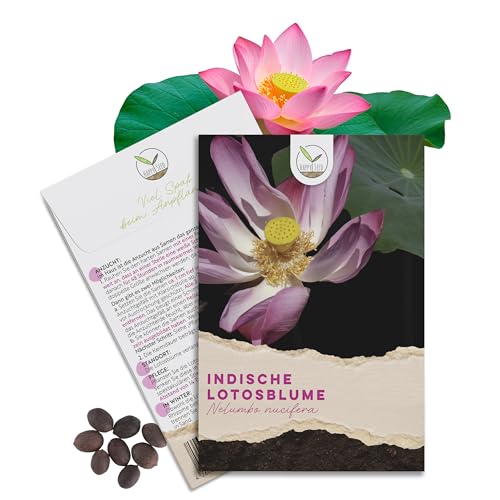 Lotus Samen winterhart (Nelumbo nucifera) - Indische Lotusblume Samen mit majestätischen Blüten zum selber ziehen für Aquarium Teich & Garten