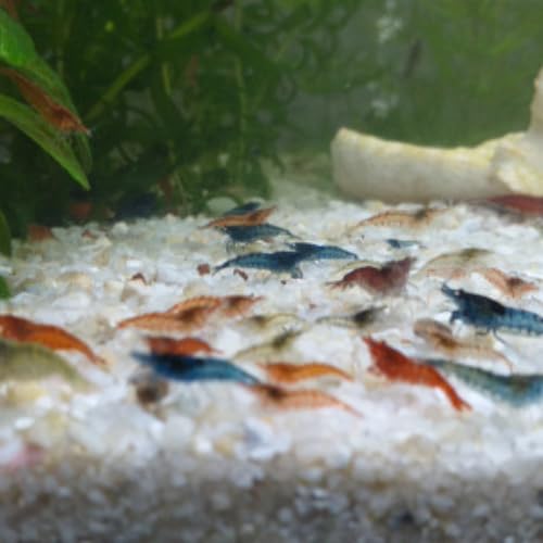 Crevette Neocaridina Lot De 10 Crevettes Neocaridina Déclassées Crevette d'Aquarium