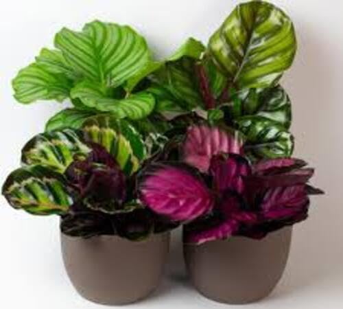 100pcs Mixed Calathea Plant Seeds