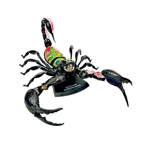 Anatomie adaptée scorpion modèle d'organe 4D éducatif