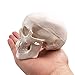 BornTo Edu Mini Skull Model - Small Size Human Medical Anatomical Adult Head Bone for Education