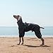 PAWBOSE Hunderegenmantel mit Geschirr für mittlere und große Hunde, verstellbare wasserdichte Hunderegenjacke, reflektierender regenfester Hunde 4 Beine Regenmantel Schwarz, 4XL