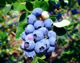 1 PLANTA DE ARRANQUE de planta de arándanos Vaccinium "Esmeralda" High Bush planta viva