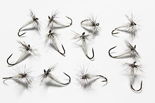 �A�L�X�R(AXISCO) �e���J�� ���ʖ��� 12�{����/��/#10