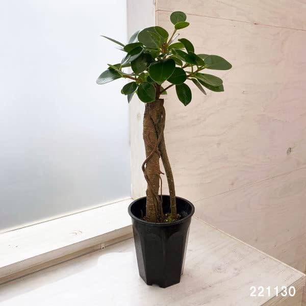 ガジュマル：パンダガジュマル 3.5号硬質ポット[かわいい観葉植物][インテリアグリーン 多幸の木]