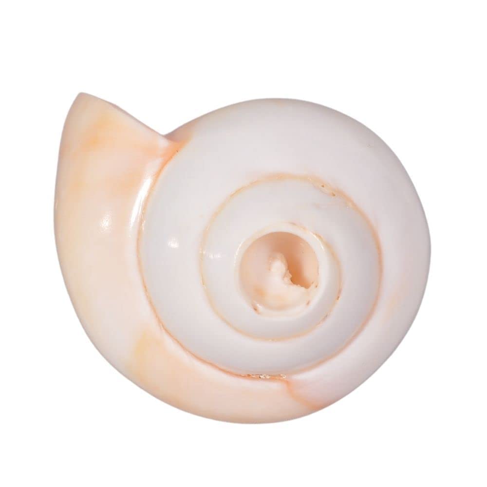 Indian Collectible Indian Blowing Shankh for Pooja | Blowing Shankh Original | Blowing Sangu | Blowable Conch Shell (Blasender Schaft, 10,2 cm)