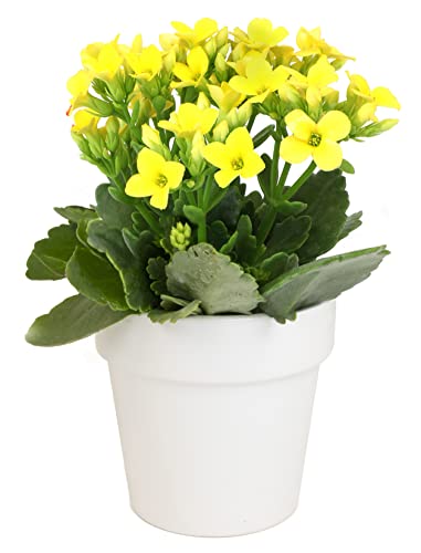 Kalanchoe Plant Succulents Plants Live Houseplants In White Planter, Live Succulents Live House Plants, Succulent Plants Live Plants Indoor Plants, Live Succulent Plant Lover Gifts By Plants For Pets #TOP3