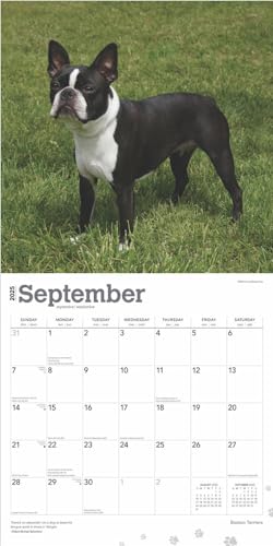 Boston Terriers | 2025 12 x 24 Inch Monthly Square Wall Calendar | Plastic-Free | BrownTrout | Animals Dog Breeds