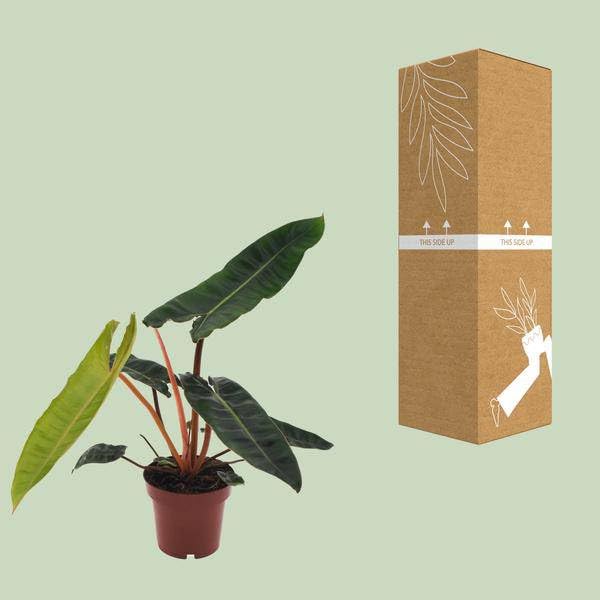 Philodendron Billietiae - Ø 12cm - 25cm