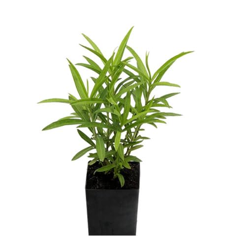 100pcs Green Tarragon Plant Seeds