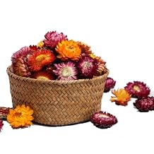 MOORCHOCO Natural Dried Daisy Flowers Heads - 5560 Pcs Gerbera Daisies Real Sunflowers Chrysanthemum, Dry Flower Arrangements for Wedding Decor, Home Party Decoration and DIY Craft Multi Colors