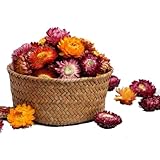 MOORCHOCO Natural Dried Daisy Flowers Heads - 55~60 Pcs Gerbera Daisies Real Sunflowers Chrysanthemum, Dry Flower Arrangements for Wedding Decor, Home Party Decoration and DIY Craft (Multi Colors)