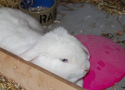 Scratch and Newton Ice Pod - Image 3