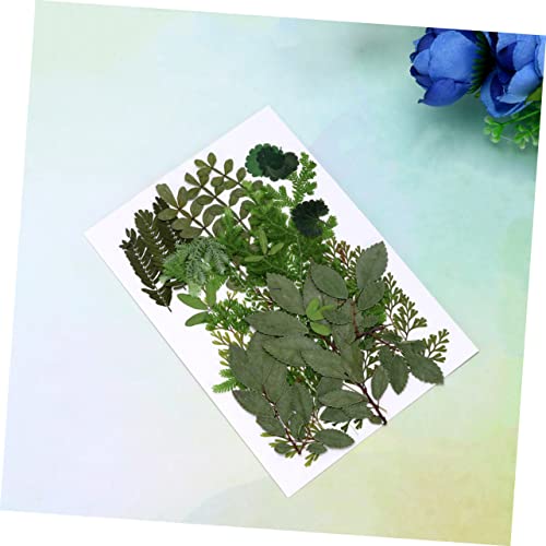 SEWACC Flores Secas e Folhas Em Relevo Materiais Artesanais Espécimes De Plantas Folhas De Margarida