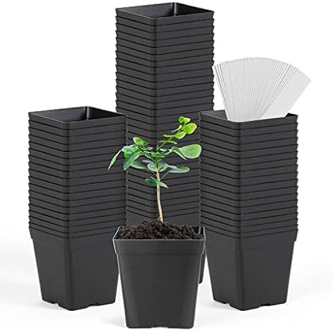 June Fox Square Nursery Pots for Plants and Flowers, Pack of 60 Cover