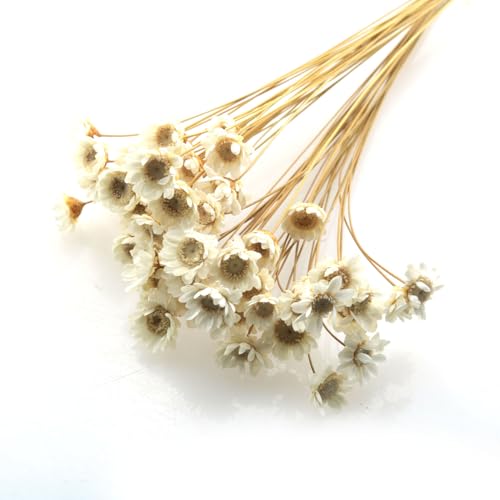 Ramo mini margaritas secas blancas 90 tallos miniatura 2