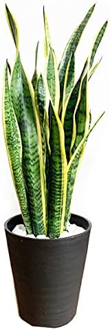Amazon Co Jp サンセベリア 観葉植物 本物 ブラックセラアート鉢 サンスベリア 中型 Diy 工具 ガーデン
